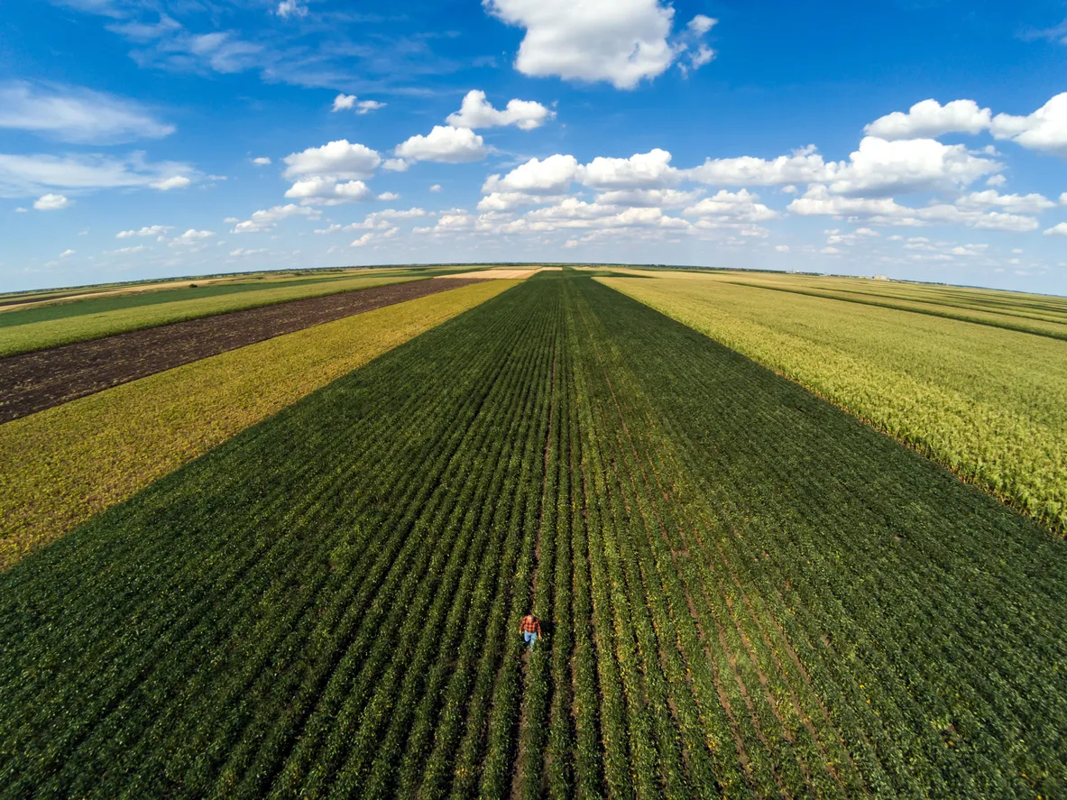 Vista aérea de un campo de soja. La zeolita aumenta la eficiencia del fertilizante 