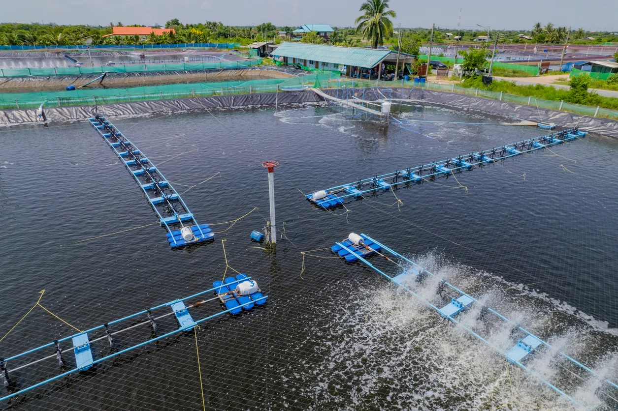Vista aérea del estanque de camarones. Cultivo de camarones.La zeolita ayuda a la remoción de amonio.