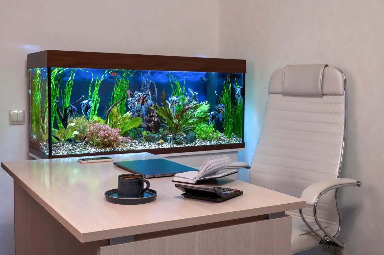 Enorme acuario en oficina. La zeolita apoya en el mantenimiento de agua clara y con menos olores