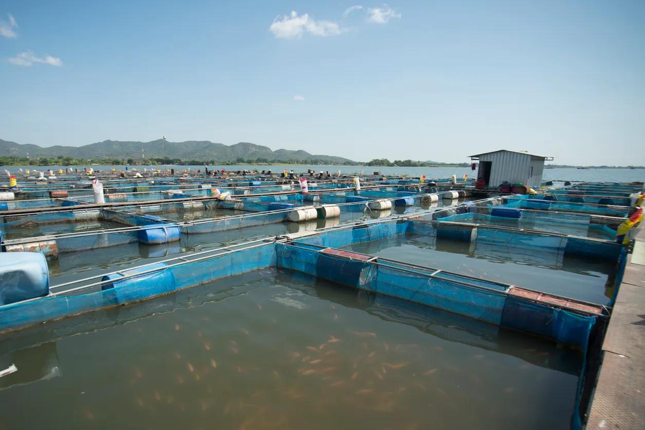 Zeolita para acuicultura